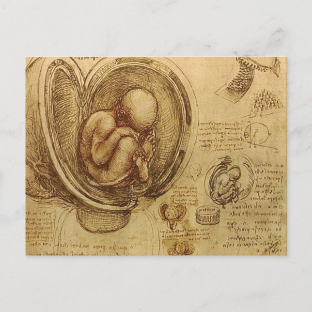 da Vinci - Embryo-Skizze Postkarte (Vorderseite)