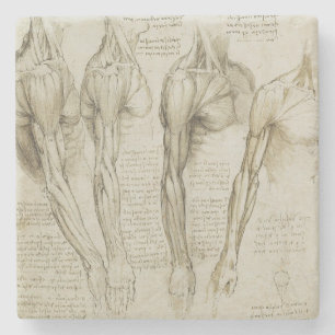 Da Vincis menschliche Arm-Anatomie Steinuntersetzer