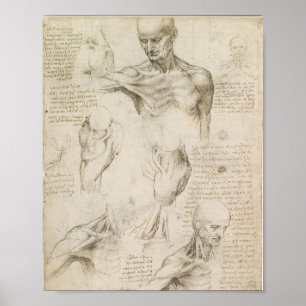 Da Vincis oberflächliche Anatomie der Schulter Poster