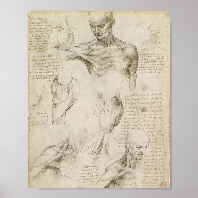 Da Vincis oberflächliche Anatomie der Schulter Poster (Vorne)