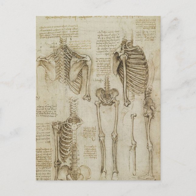 Da Vincis Skeletton-Anatomie-Skizzen Postkarte (Vorderseite)