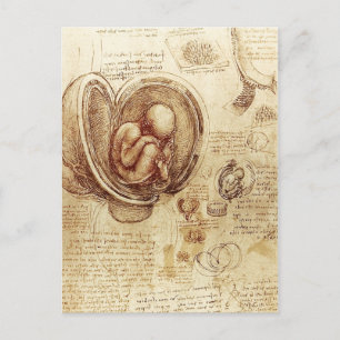Da Vinci's Studies of Embryos Postkarte