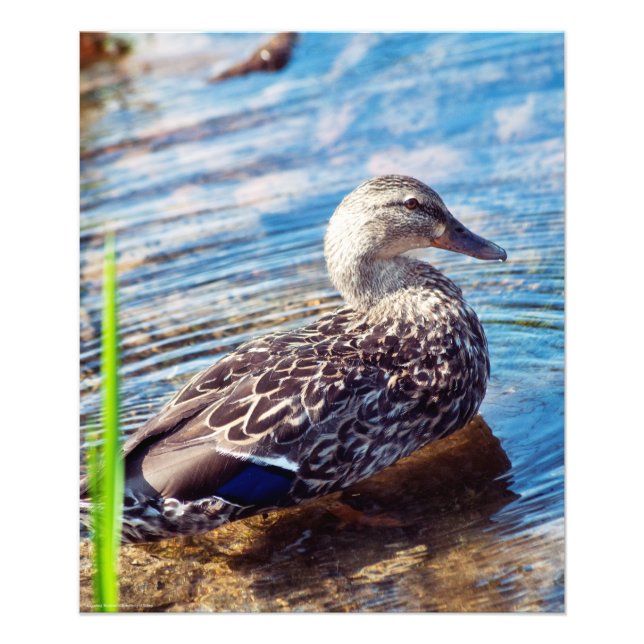 Dabbling Ripples Fotodruck (Vorne)
