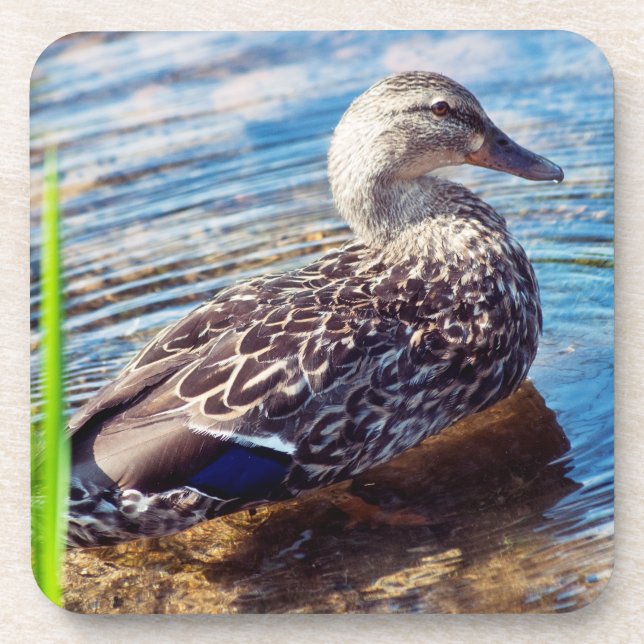 Dabbling Ripples Getränkeuntersetzer (Vorderseite)