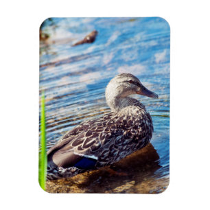 Dabbling Ripples Magnet