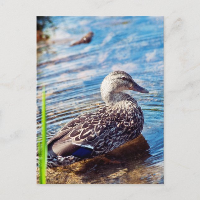 Dabbling Ripples Postkarte (Vorderseite)