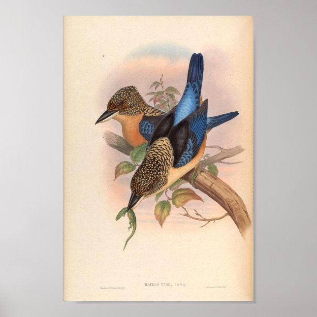 Dacelo Tyro Kingfisher Vintag Bird of Asia Poster (Vorne)