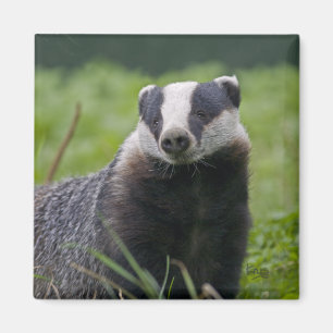 Dachs Magnet
