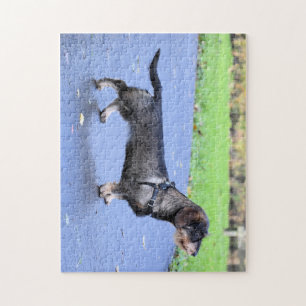 Dachshund Drahthaar voll Puzzle