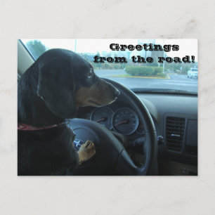 Dachshund-Driven Postcard Postkarte