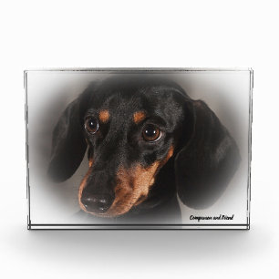 Dachshund Hund. Fotoblock