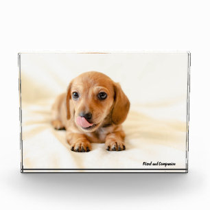 Dachshund-Hund. Fotoblock