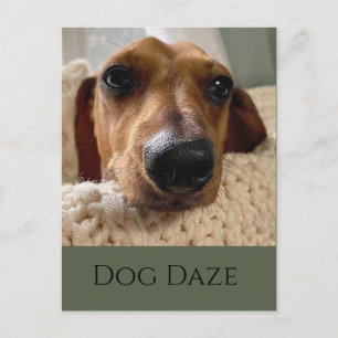 Dachshund Hundetage Postkarte