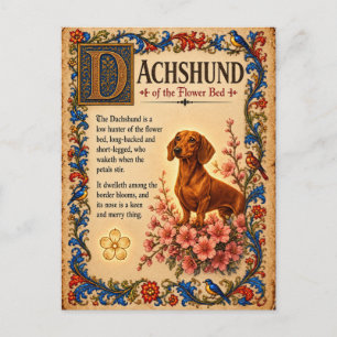 Dachshund, mittelalterliche Bestiarien-Kunst Postkarte