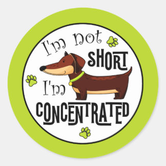 Dachshund nicht klein, ich bin konzentriert  runder aufkleber