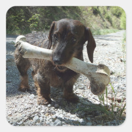 Dachshund Quadratischer Aufkleber