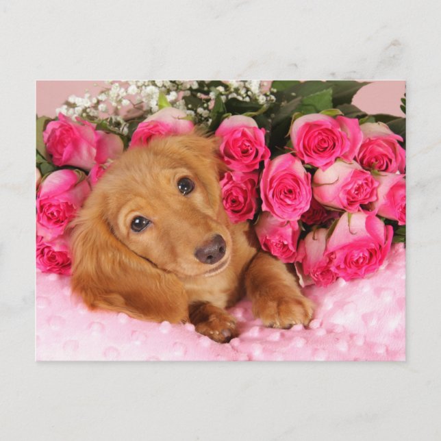 Dachshund Valentine Feiertagspostkarte (Vorderseite)