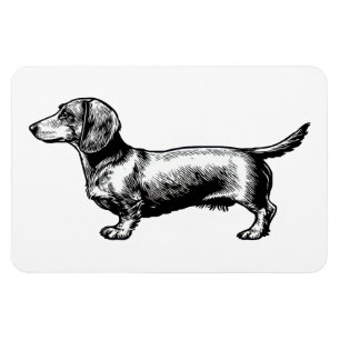 Dachshund-Vintage-Stichillustration Magnet