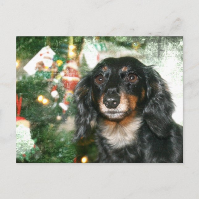 Dachshund Weihnachten (Vorderseite)
