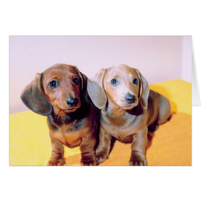 Dachsund Welpen (Vorderseite (Horizontal))