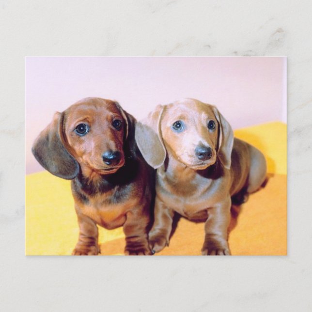 Dachsund Welpen Postkarte (Vorderseite)