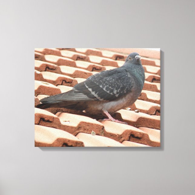 Dachtaube Canvas Print Leinwanddruck (Vorderseite)