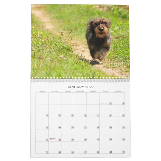 Dackel 2009 - kundengerechter Kalender! Kalender (Jan 2027)