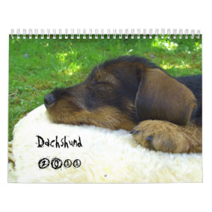 Dackel 2011 - kundengerechter Kalender! Kalender