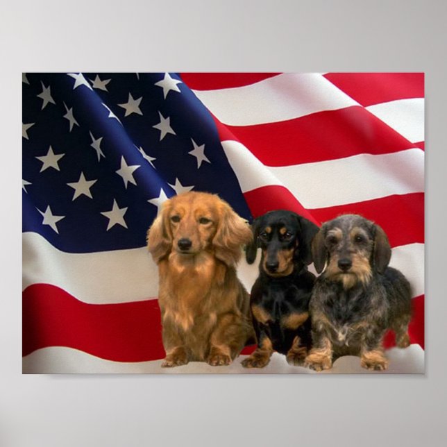 Dackel America Poster (Vorne)