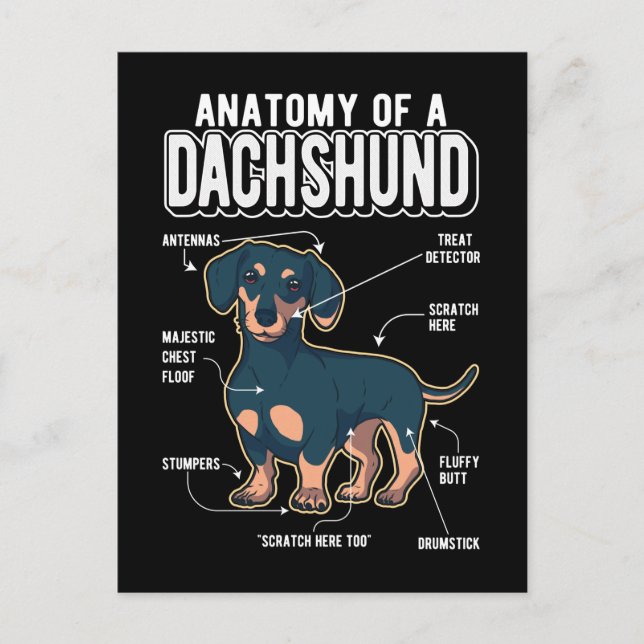 Dackel Anatomie Funny Dog Postkarte (Vorderseite)