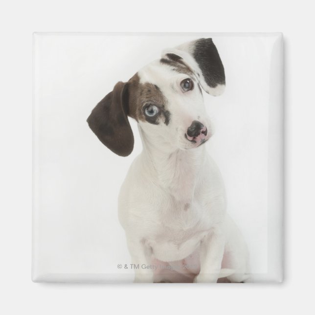 Dackel/Chihuahua Welpe, die starrt Magnet (Vorne)