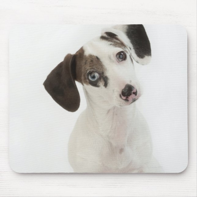 Dackel/Chihuahua Welpe, die starrt Mousepad (Vorne)