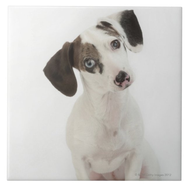 Dackel-/Chihuahuafrauwelpe Fliese (Vorderseite)