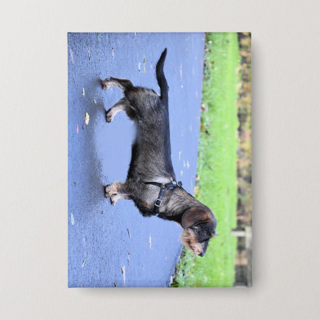 Dackel Drahthaar voll Button (Vorderseite)