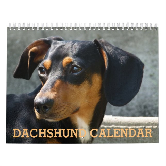 Dackel Foto-Kalender Kalender (Titelbild)