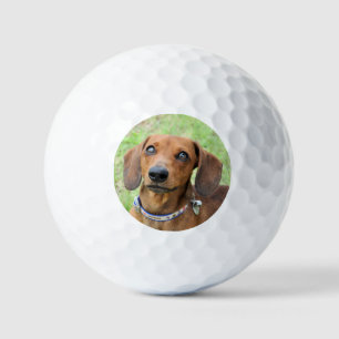 Dackel Golfball