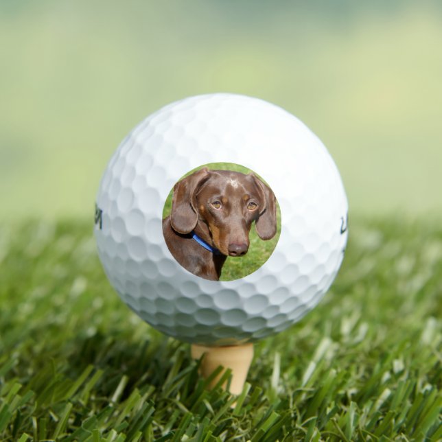 Dackel Golfball (Insitu T-Shirt)