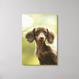 Dackel Hund (braun) 2 Leinwanddruck