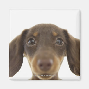 Dackel-Hund (Braun) 2 Magnet