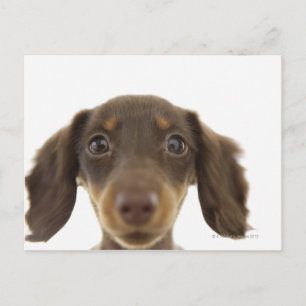 Dackel Hund (braun) 2 Postkarte