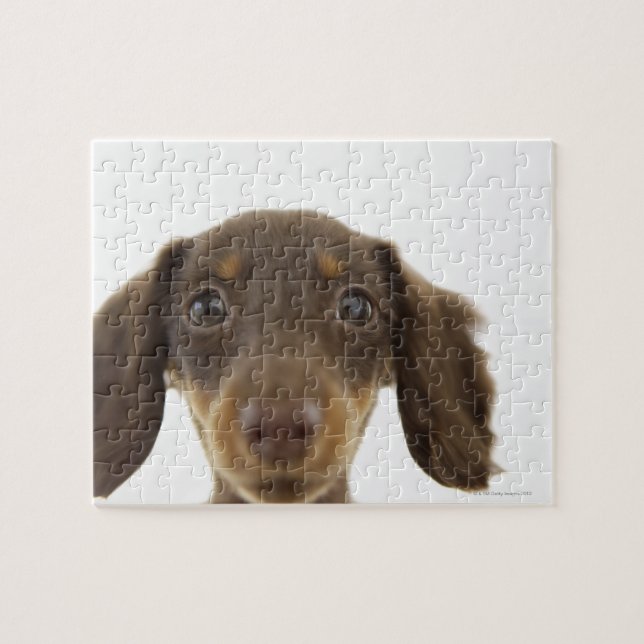 Dackel Hund (braun) 2 Puzzle (Horizontal)