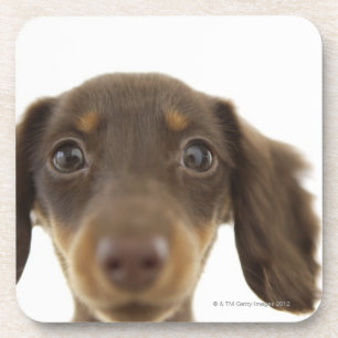 Dackel-Hund (Braun) 2 Untersetzer