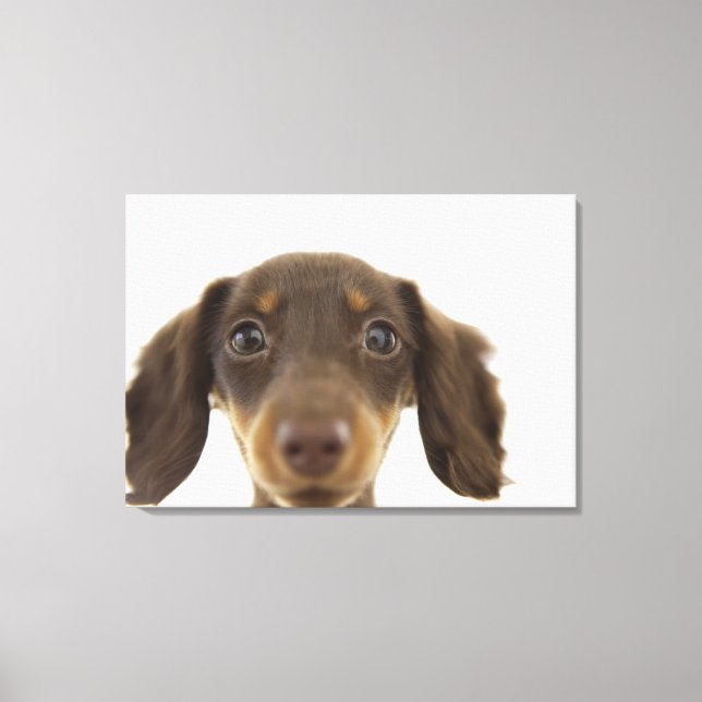 Dackel Hund (braun) Leinwanddruck (Vorderseite)