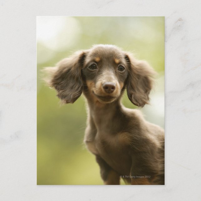 Dackel Hund (braun) Postkarte (Vorderseite)