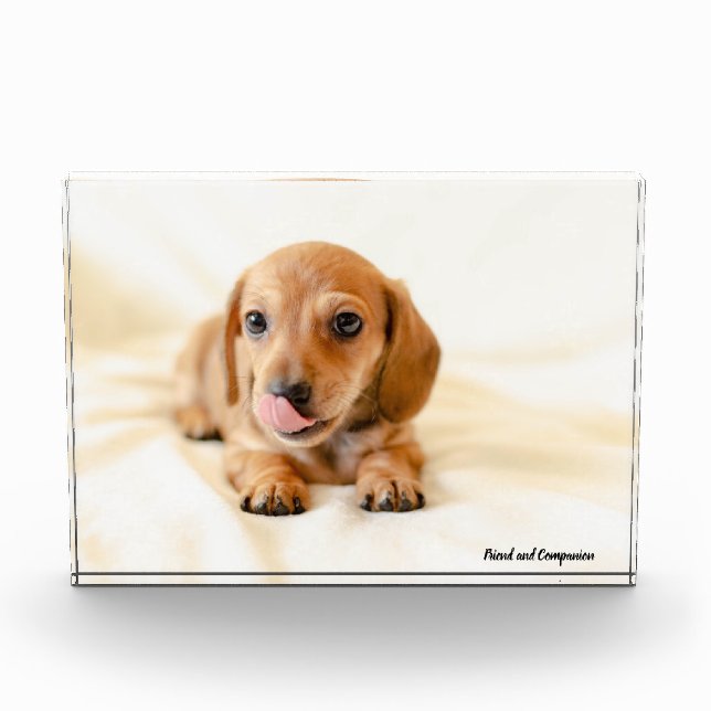 Dackel Hund. Fotoblock (Vorderseite)