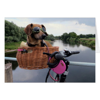 Dackel Hunde Reiten im Bike Basket Funny