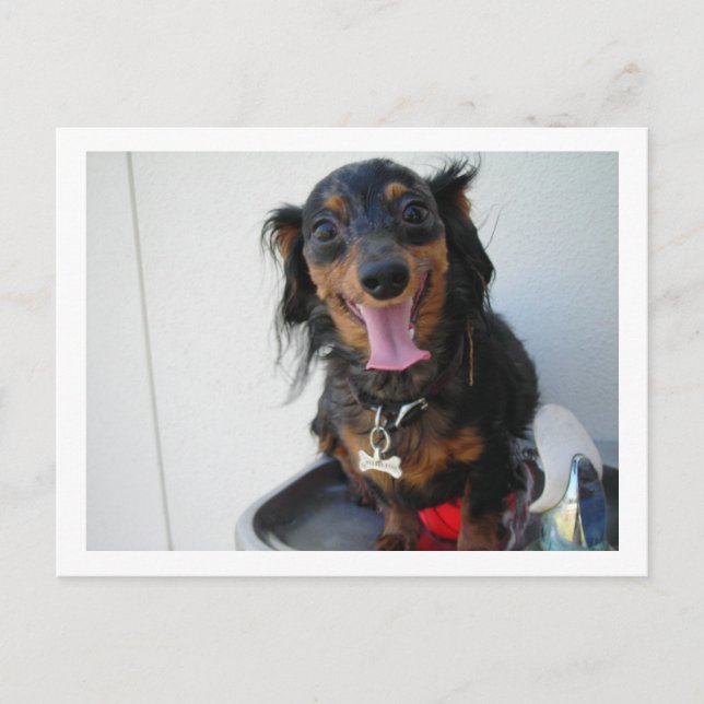 Dackel in einem Trinkbrunnen Postkarte (Vorderseite)