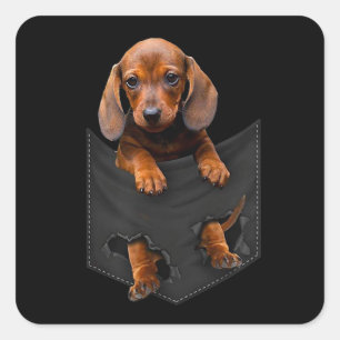 Dackel in meiner Pocket Dackel Weiner Dog Geschenk Quadratischer Aufkleber