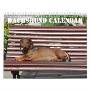 Dackel Kalender 2026 mit Fotos
