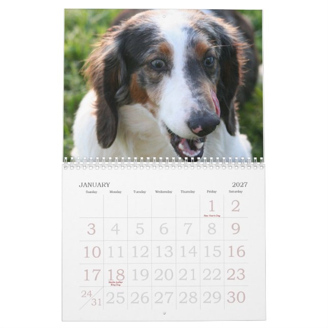 Dackel-Kalender Kalender (Jan 2027)